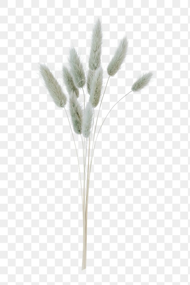 Hare's tail grass png sticker, botanical, transparent background