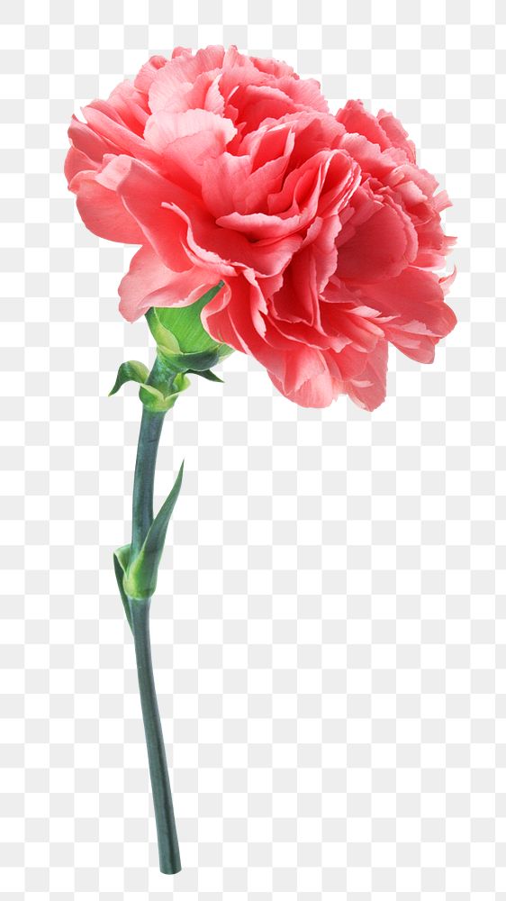 Pink carnation flower png sticker, transparent background