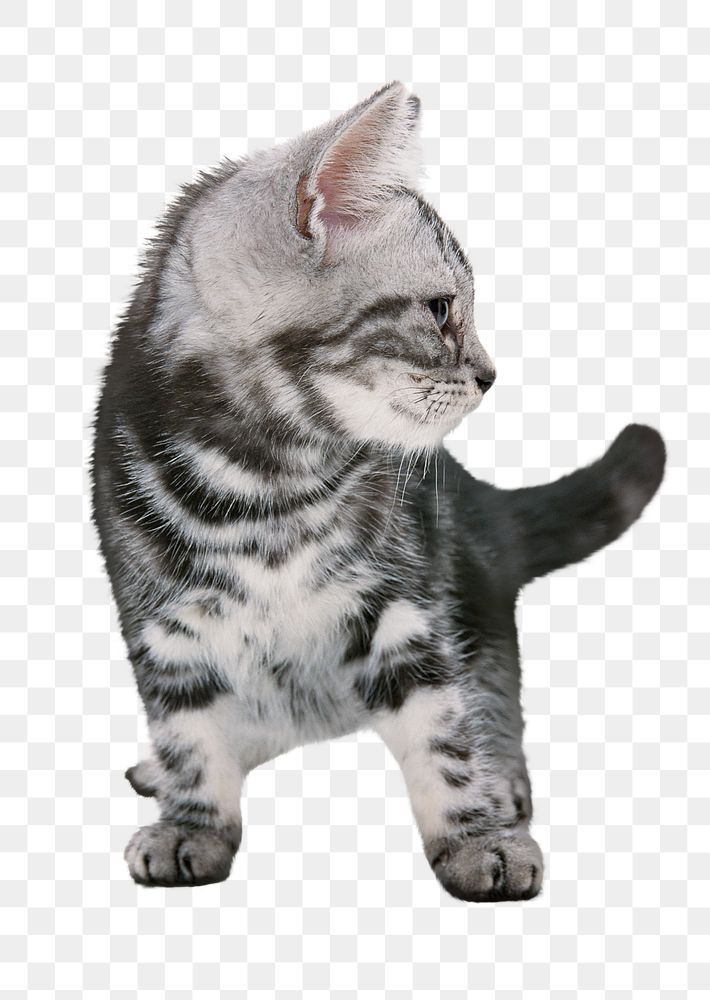 American shorthair kitten png sticker, transparent background