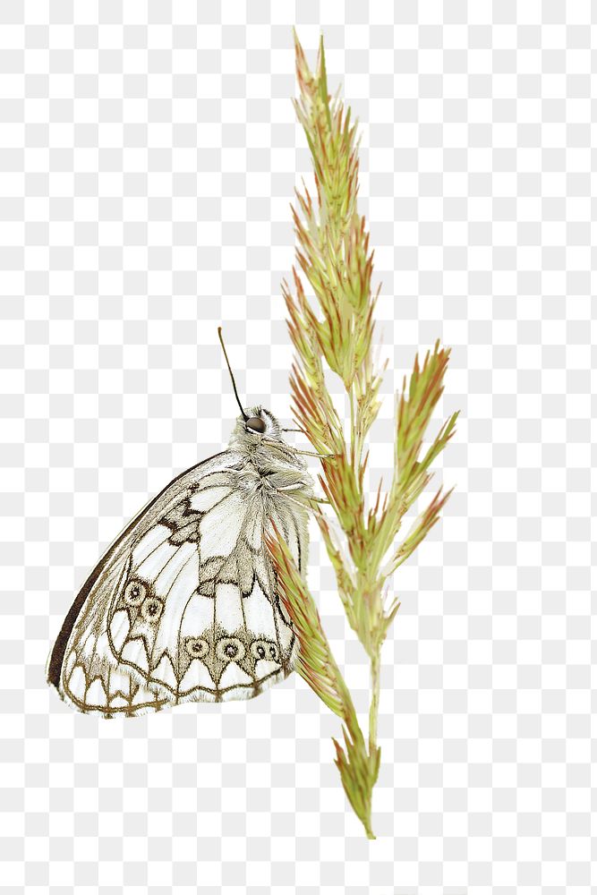 Butterfly on grass png sticker, transparent background