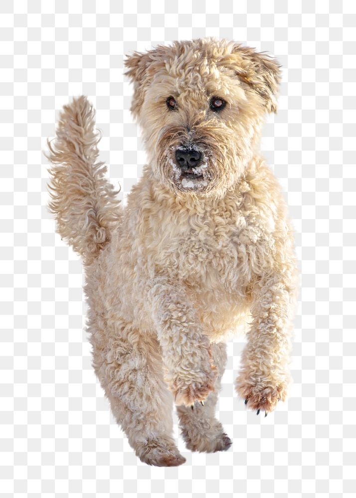 Poodle dog jumping png sticker, transparent background