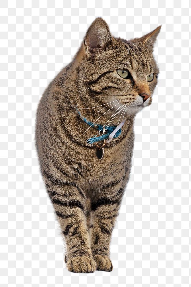 European shorthair cat png animal, transparent background