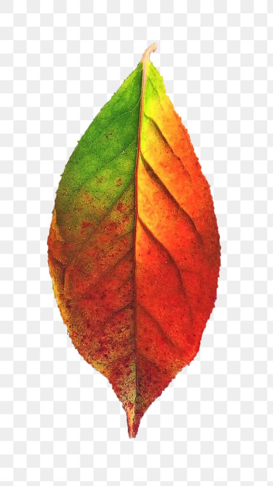 Autumn leaf png, transparent background