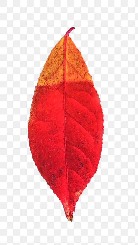 Autumn leaf png, transparent background