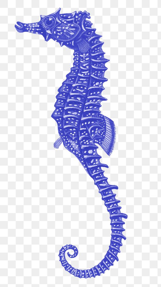 Blue seahorse png sticker, transparent background