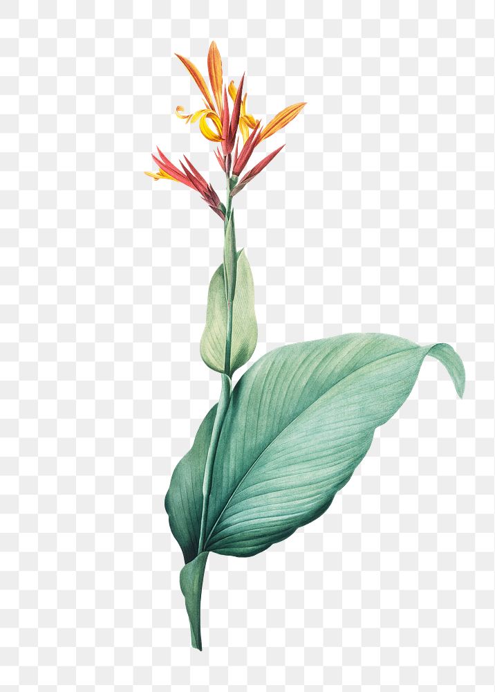 Canna flower png illustration sticker, transparent background. Remixed by rawpixel.