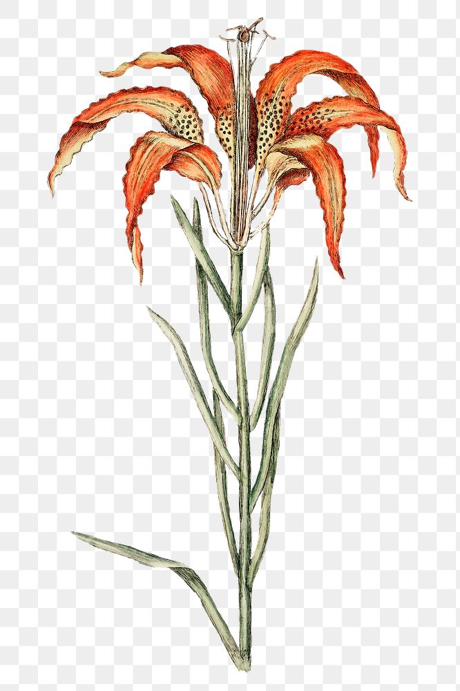 Tiger Lily flower png illustration sticker, transparent background. Remixed by rawpixel.