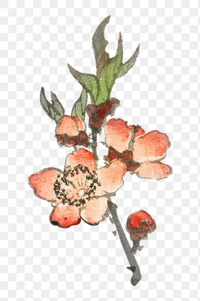 Vintage peach flower png illustration sticker, transparent background. Remixed by rawpixel.