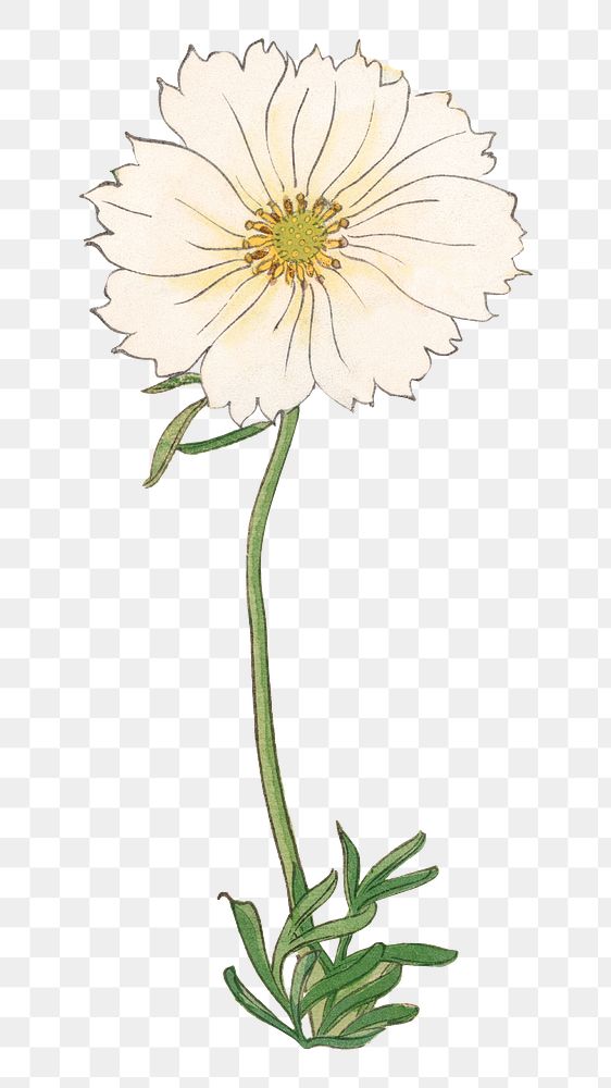 White cosmos png flower illustration.  sticker, transparent background. Remixed by rawpixel.