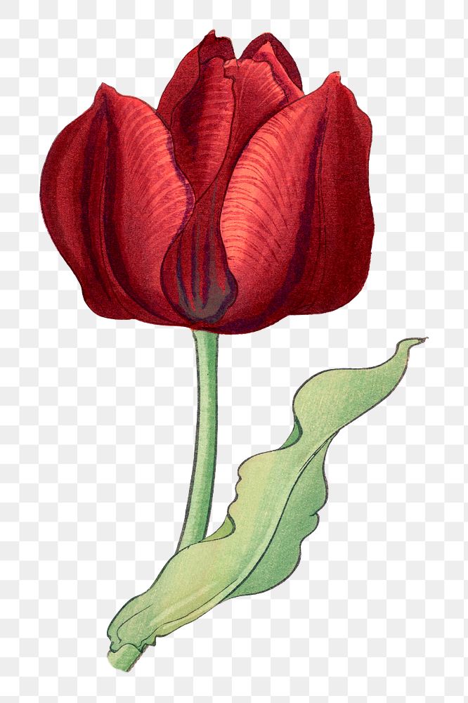 Red tulip png illustration  sticker, transparent background. Remixed by rawpixel.