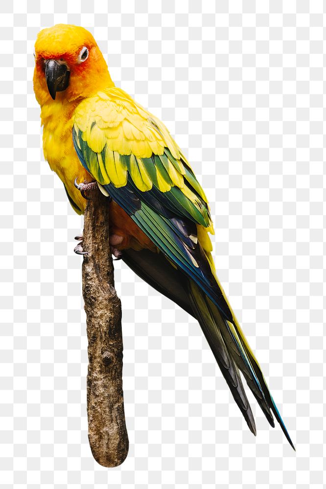 PNG parrot bird, collage element, transparent background