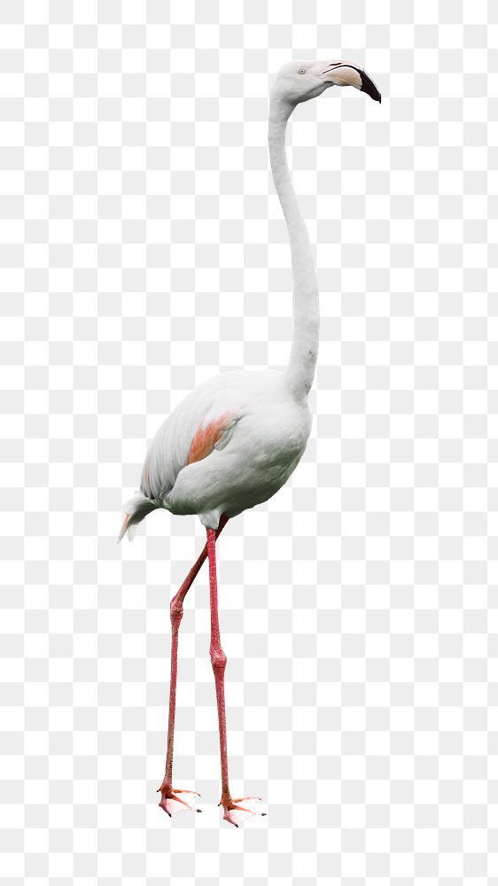 White flamingo bird png sticker, transparent background