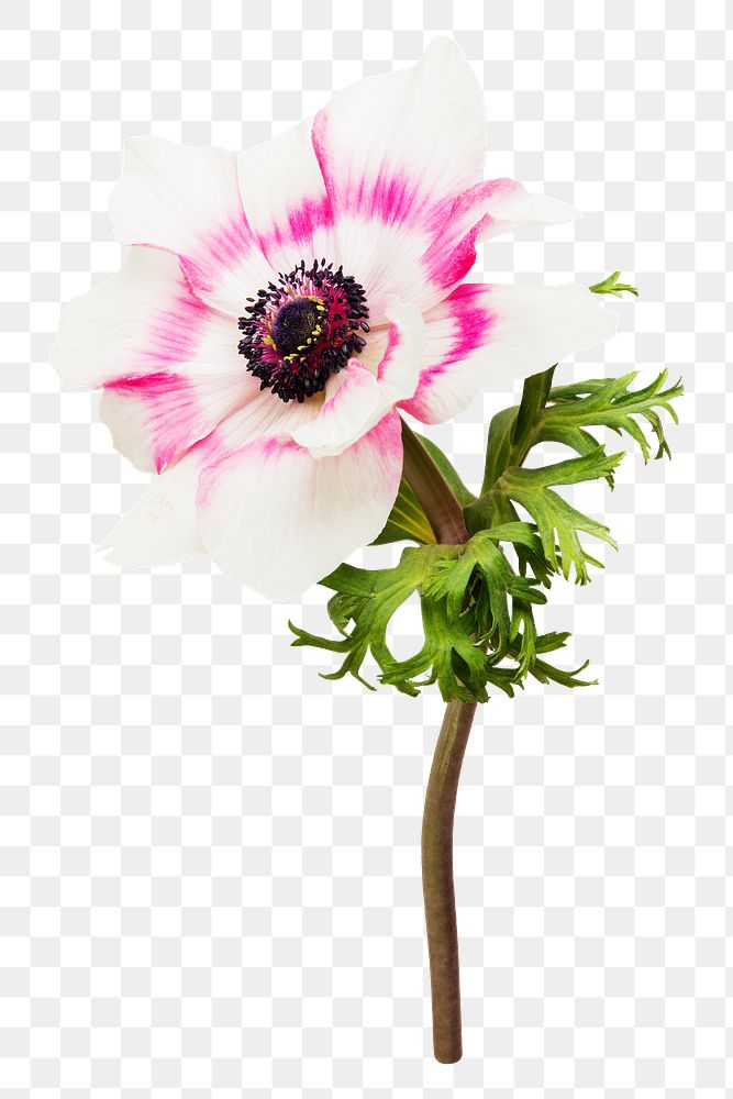 White anemone flower png sticker, transparent background