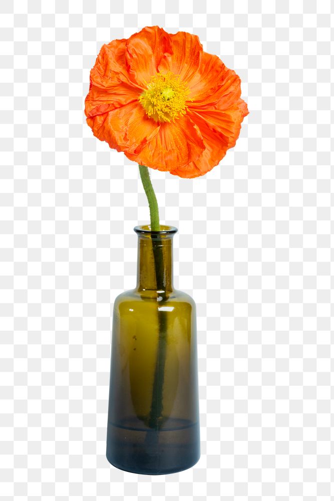 PNG poppy flower, collage element, transparent background