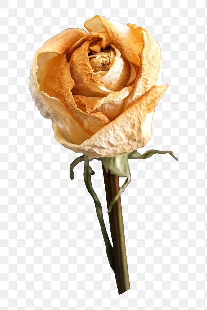 Dried white rose png sticker, botanical, transparent background