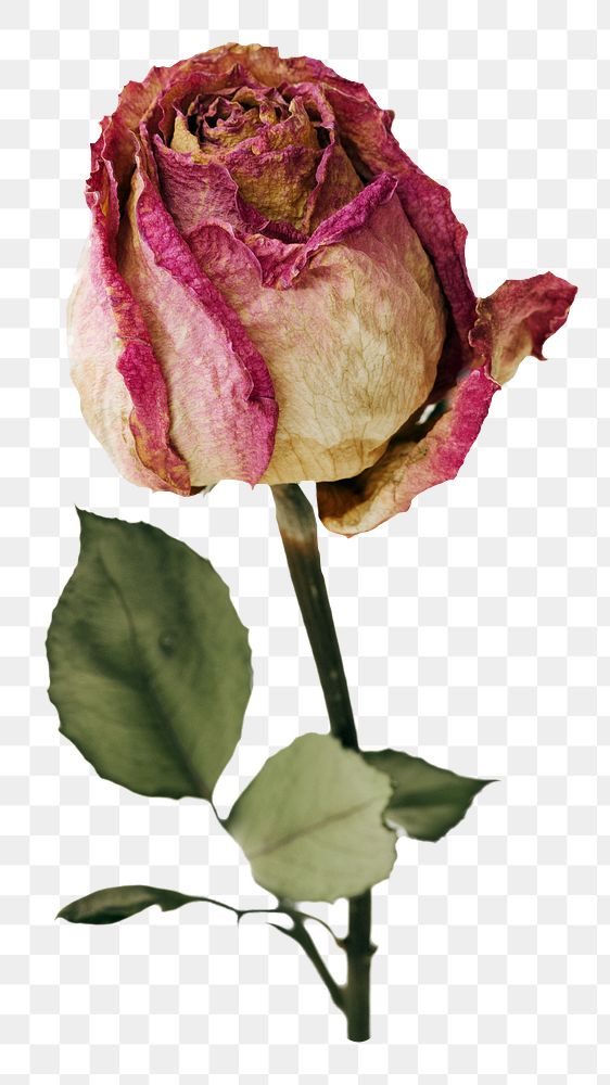 Dried pink rose png, transparent background