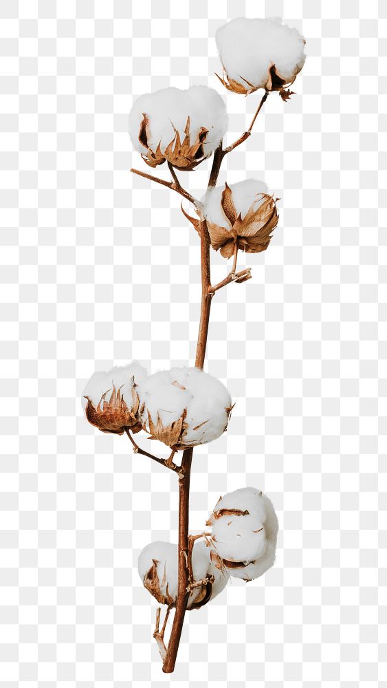Dried cotton flower png sticker, botanical, transparent background
