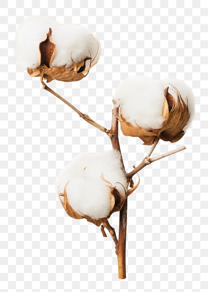 Dried cotton flower png sticker, botanical, transparent background