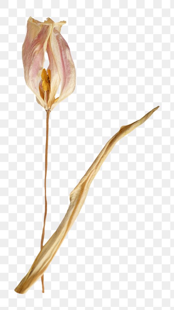 Dried tulip  png flower, transparent background