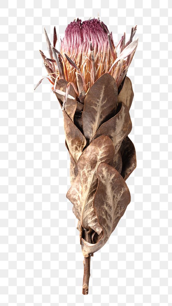 Dried protea png, transparent background