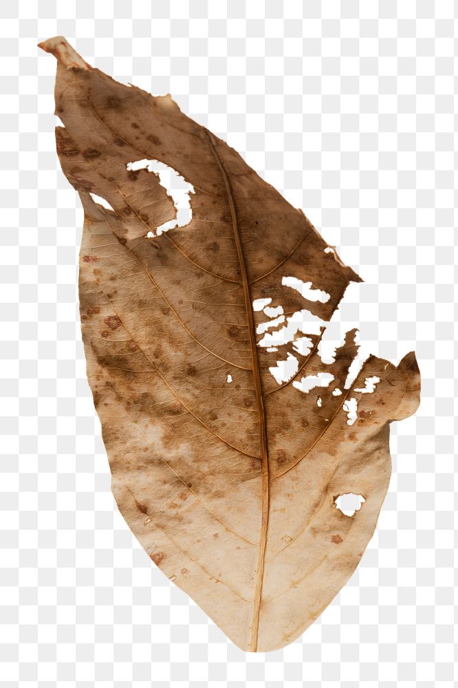 Dried leaf  png, transparent background