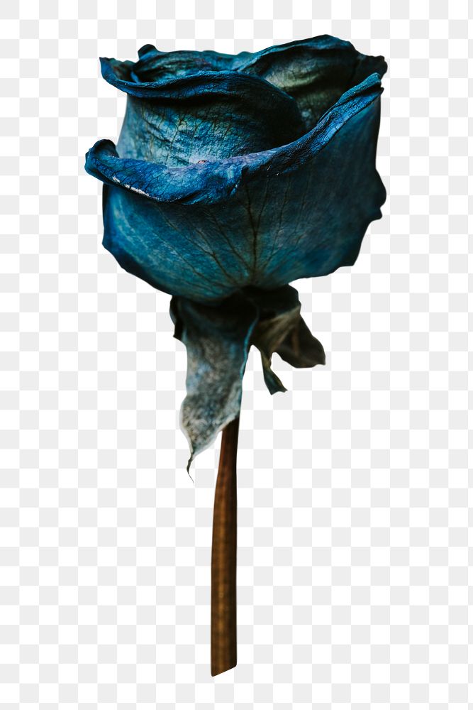 Dried blue rose png sticker, botanical, transparent background