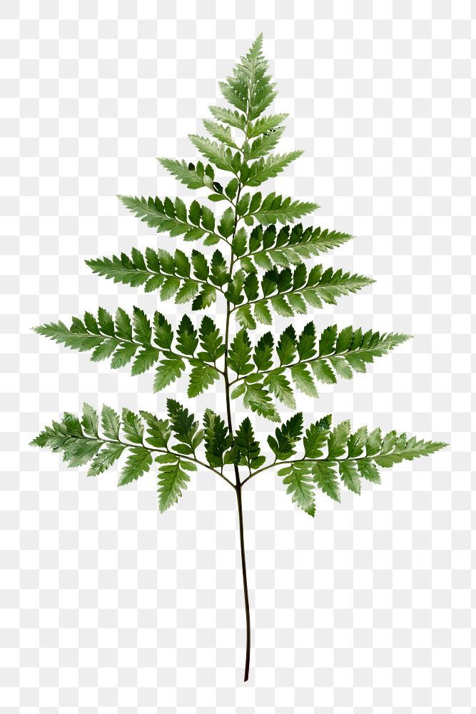 Leatherleaf fern png sticker, botanical, transparent background