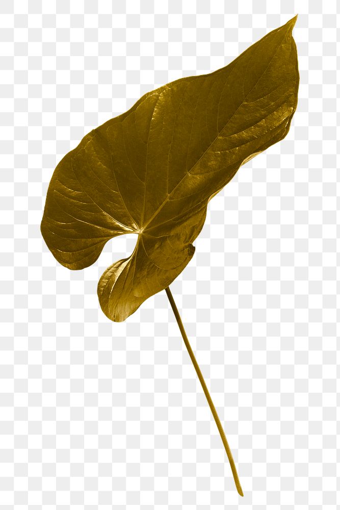 Gold Alocasia leaf  png sticker, botanical, transparent background