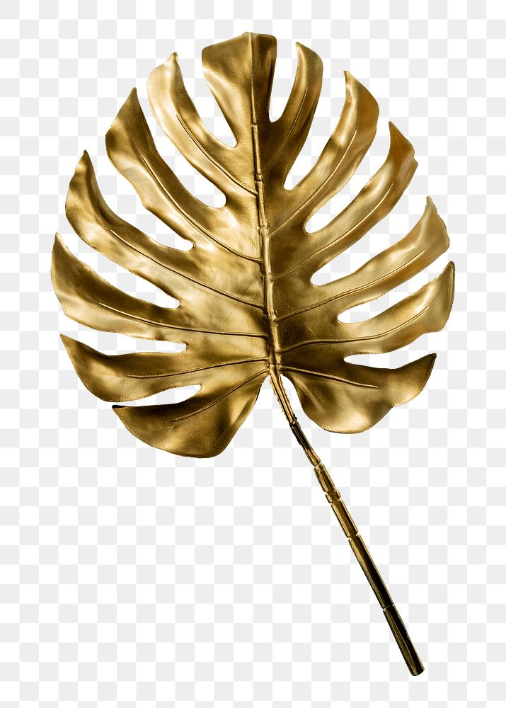 Golden monstera leaf png sticker, botanical, transparent background