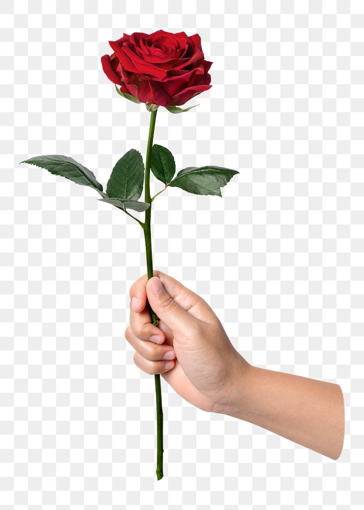 Red rose in hand png sticker, botanical, transparent background
