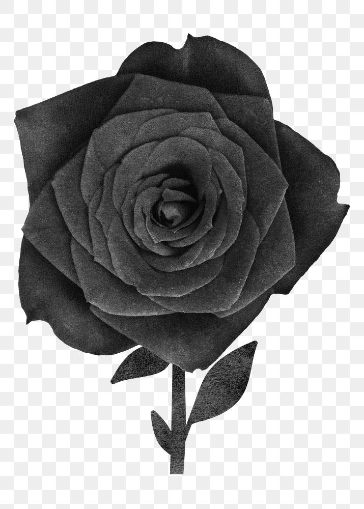 Black rose flower png sticker, transparent background