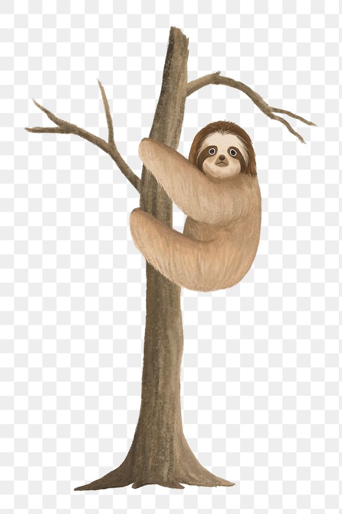 Sloth on tree png sticker, animal illustration, transparent background