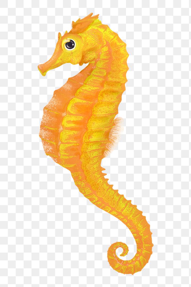 Yellow seahorse png sticker, animal illustration, transparent background