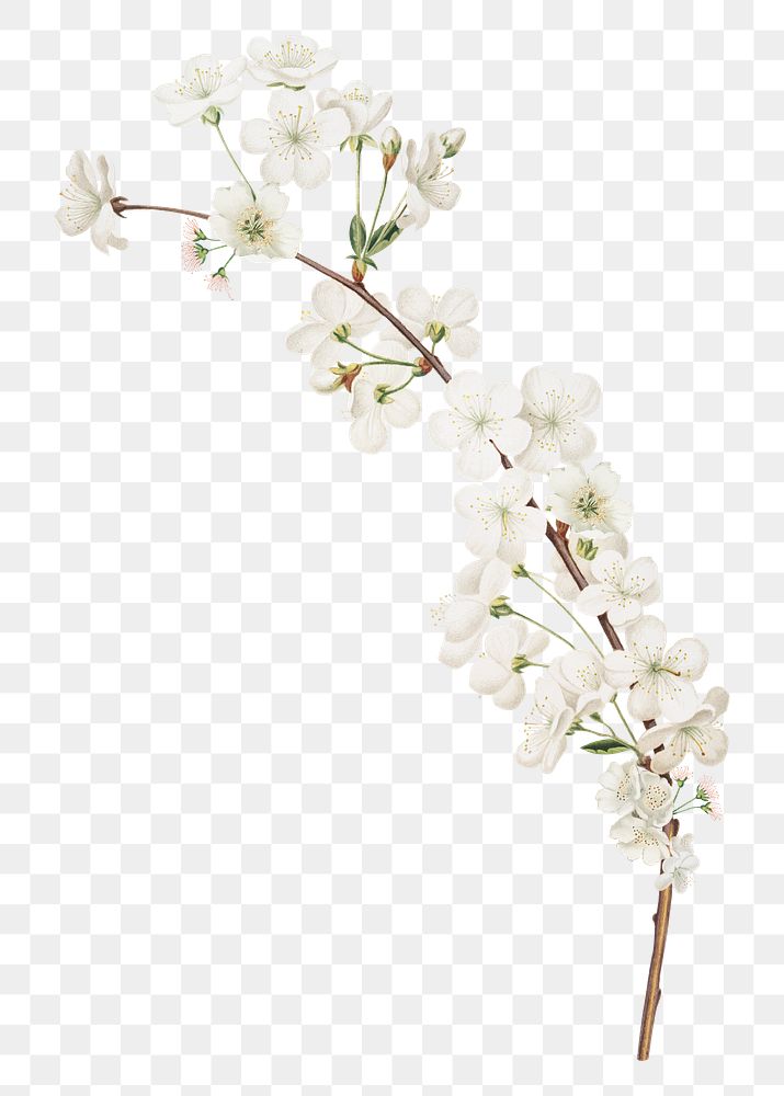 Amarena cherry flower png element, transparent background