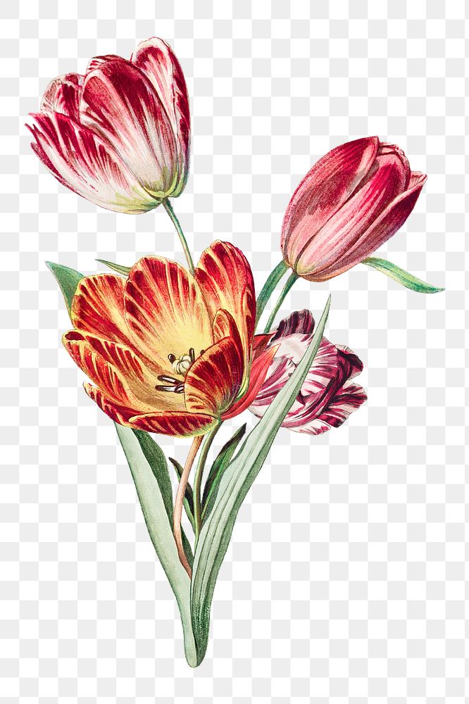 Vintage tulip flower png element, transparent background