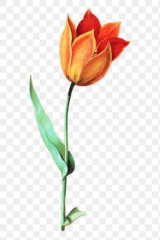 Orange tulip flower png element, transparent background