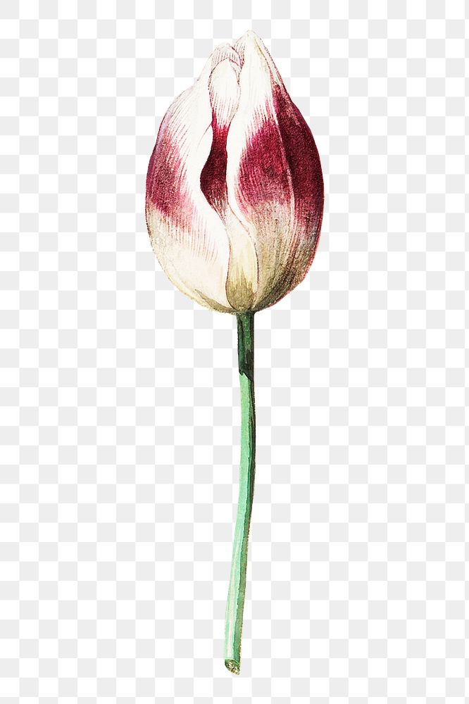 Purple tulip flower png element, transparent background