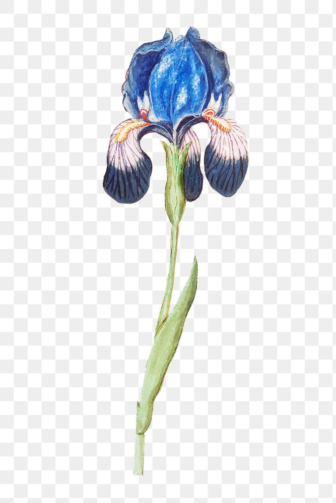 Blue iris flower png element, transparent background