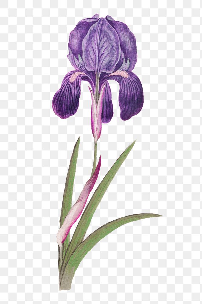 Purple iris flower png element, transparent background