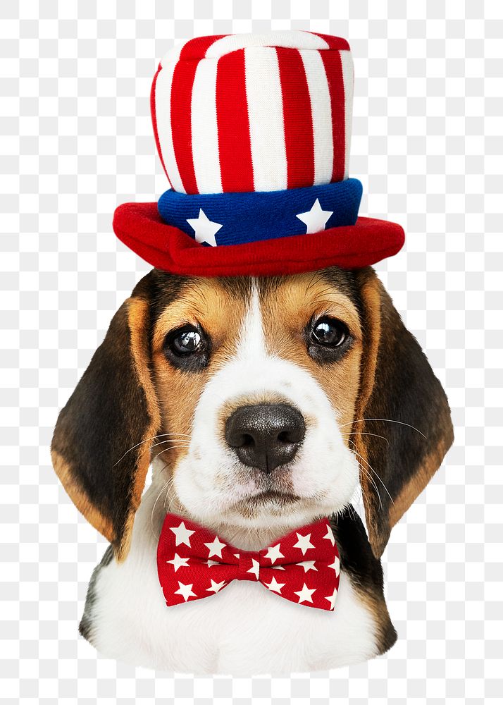 Png beagle wearing USA hat sticker, transparent background