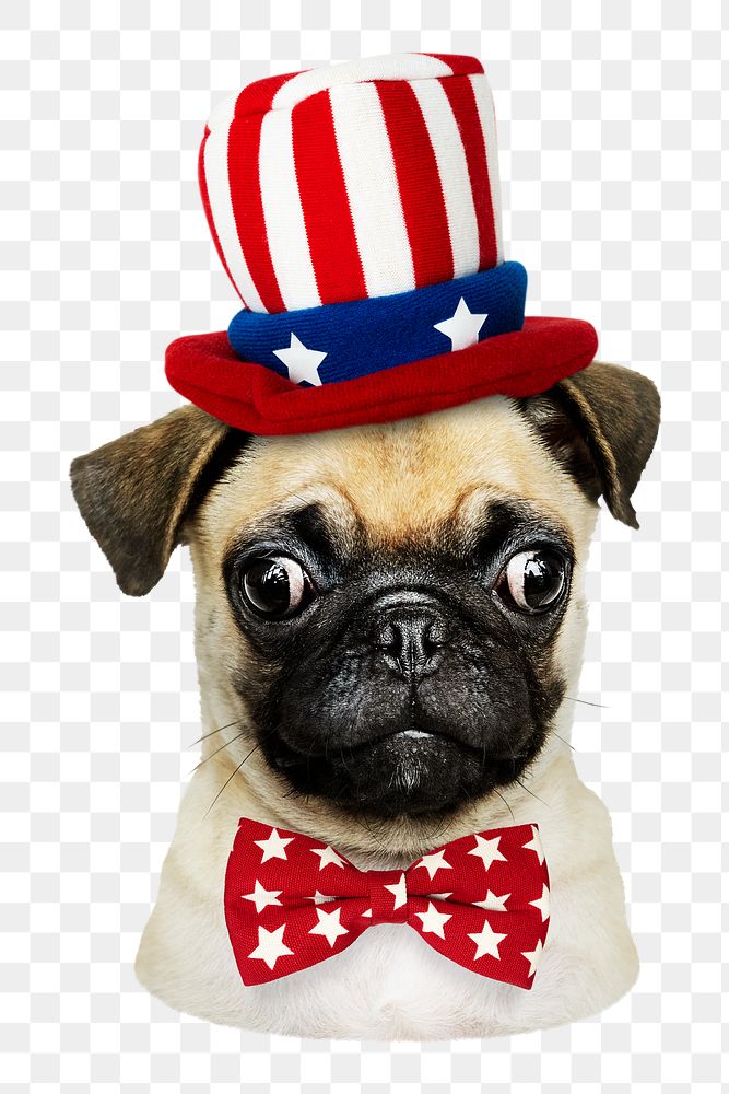 Pug in Uncle Sam hat png sticker, transparent background