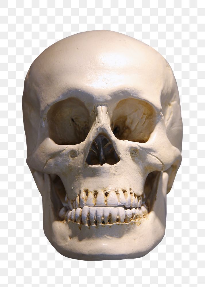 Halloween skull png sticker, transparent background