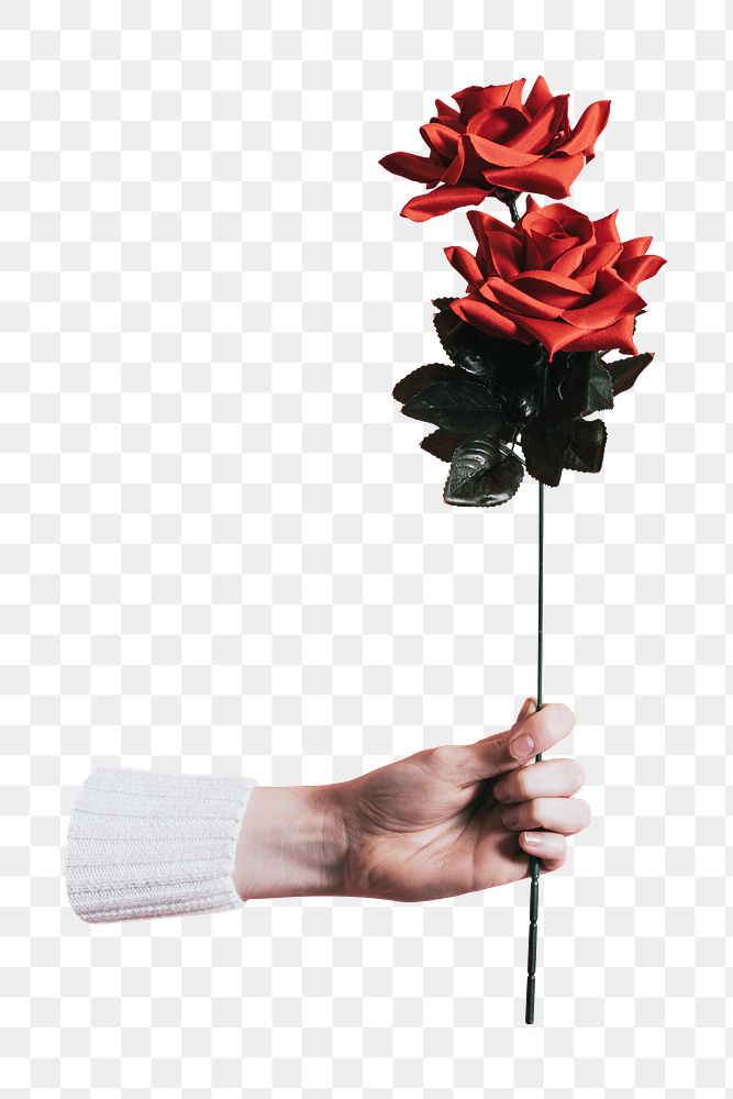 Person giving rose png sticker, valentine&rsquo;s day, transparent background