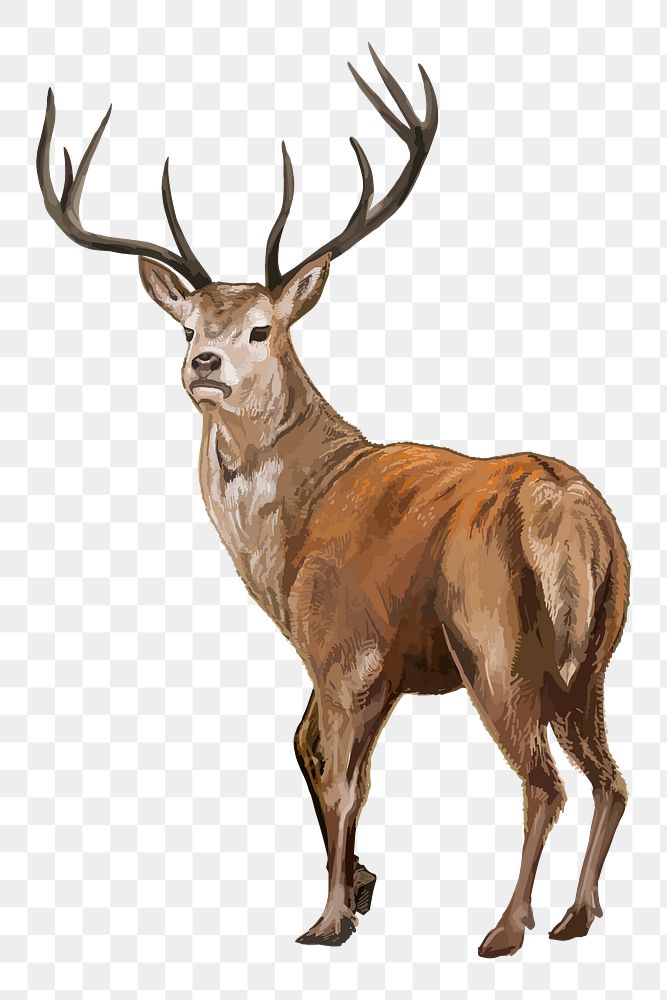 Deer png illustration, transparent background