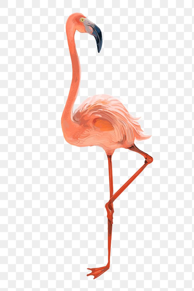 Pink flamingo png illustration, transparent background