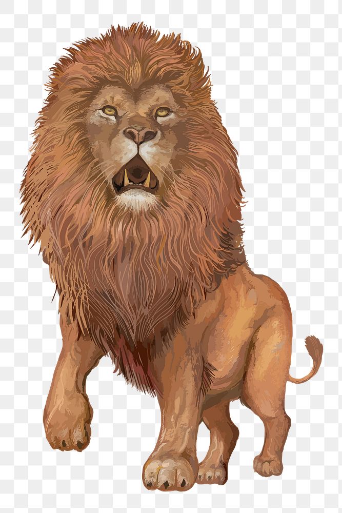 Lion png illustration, transparent background