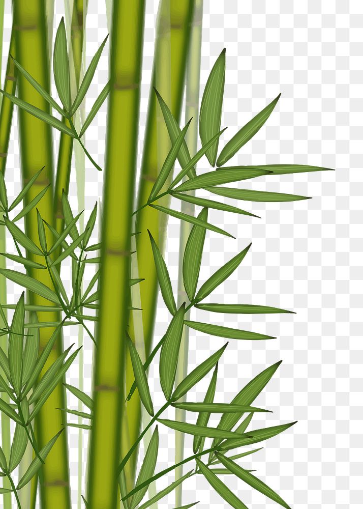 Bamboo png border, transparent background