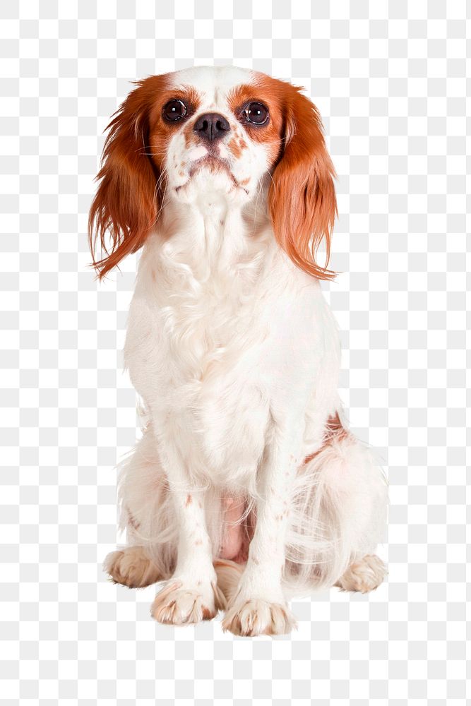 Cavalier King Charles Spaniel dog png element, transparent background