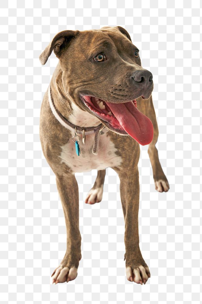 Pit bull dog png, transparent background