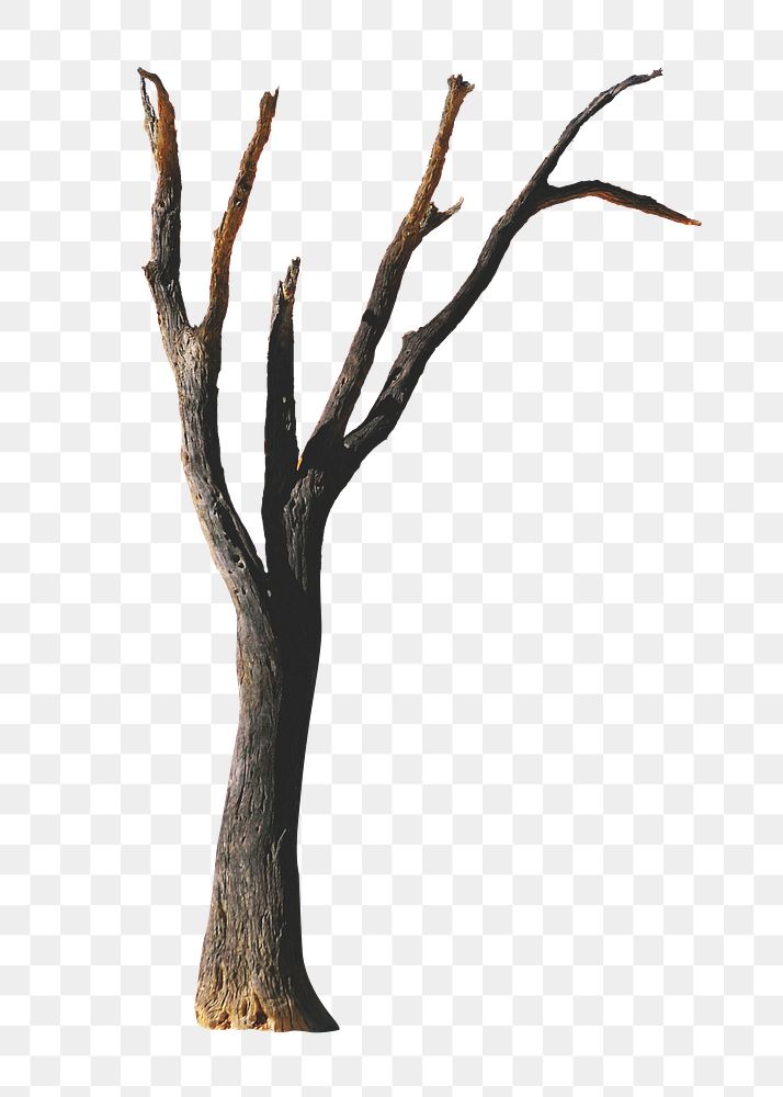 PNG Dead tree on desert collage element, transparent background